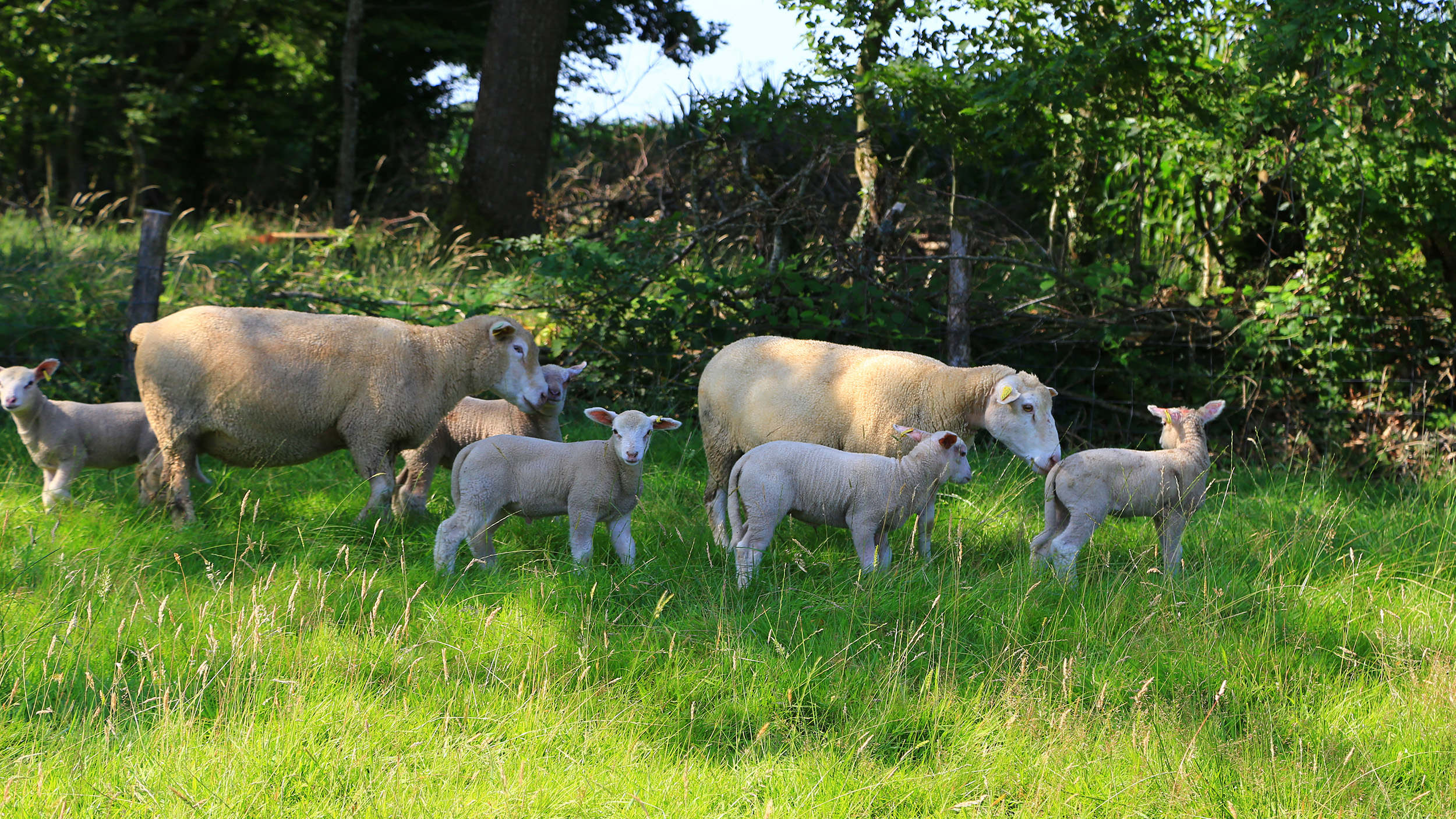 troupeau de moutons