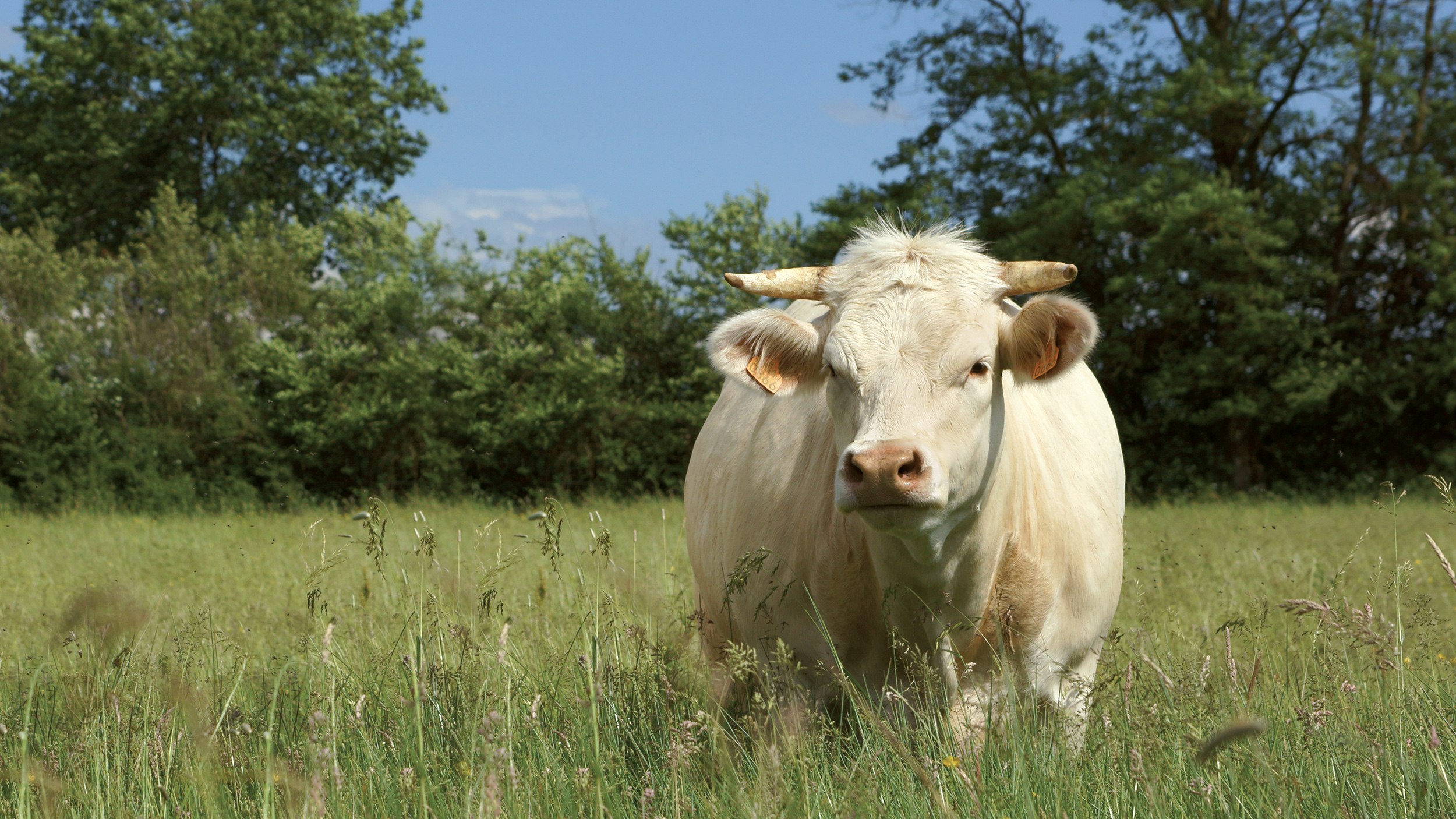 charolais